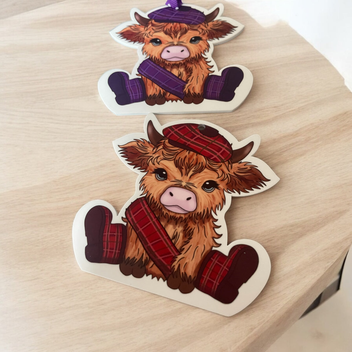 Scotland Highland Cows